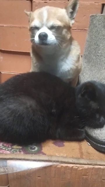 07.11.2023🤗🐶ХОРОШО КОГДА ЕСТЬ ТАКОЙ МЯГКИЙ ДРУГ💙🙀 смотреть онлайн