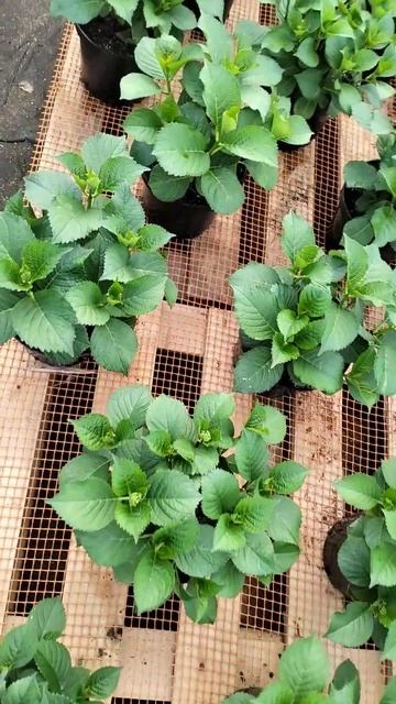 Speedy Red#гортензия #гортензиякрупнолистная смотреть онлайн