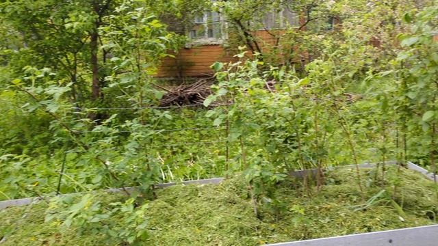 08-06-2025.Дача.Удалила горькую жимолость..очистила розы от сныти.