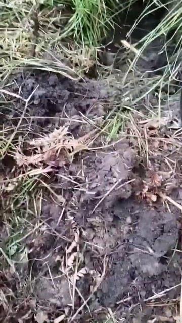 Поиск монет на старинном пруду часть 17 /// X-Terra 705 #топ #т? смотреть онлайн