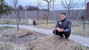 Как вырастить хурму