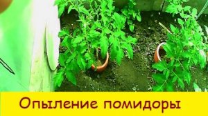 Опыление помидоры