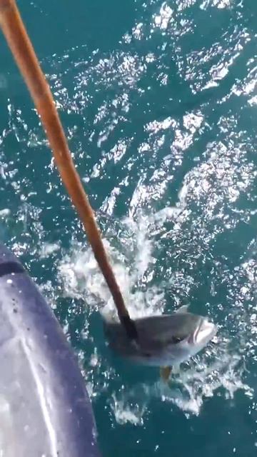 ОТЛИЧНАЯ Рыбалка! Желтохвосты #рыбалка #желтохвост смотреть онлайн