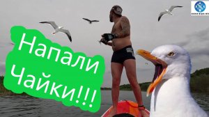 Агрессивные Чайки Нападают на Людей !!! #викторлыжник #лыжнаямедиалига #сапдоска #сапборд #сап