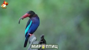 Мир птиц – красота и грация пернатых созданий Природы 🦩🦚🦜 Выпуск (187) 🦉🐦🐤