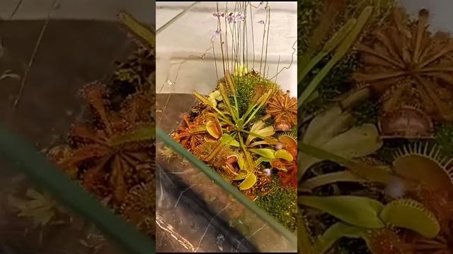 Флорариум с хищными растениями.
