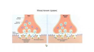 Физиология человека и животных. Нервно-мышечный синапс (Зыбина А. М.)