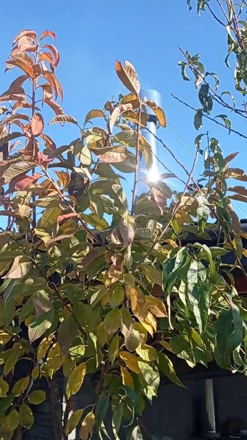 Работа вытяжного зонта на мангал ьной зоне,Евпатория смотреть онлайн