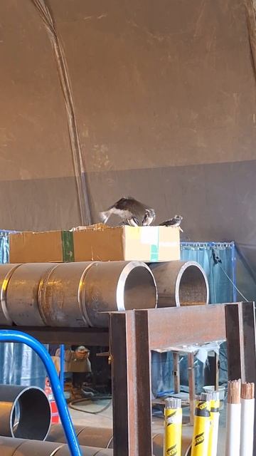 Кормление ласточек. выпали из гнезда, посадили в короб смотреть онлайн