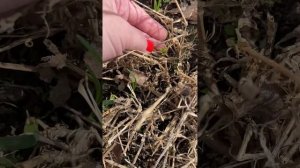 Гвоздика Шабо, зимовка в Подмосковье