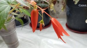 Бегония Боливийская Санта Круз (Begonia boliviensis Santa Cruz)