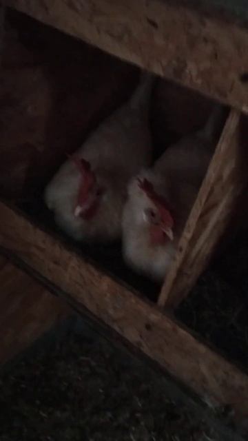 Вдвоём веселее! #курятник смотреть онлайн