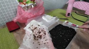 Посев ВЕРБЕНЫ! Магический цветок! Мои Секреты! Всегда ?