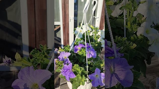 Петуния каскадная и ампельная в кашпо