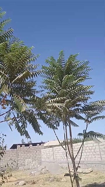 Погода Таджикистан город Куляба солнечный день смотреть онлайн