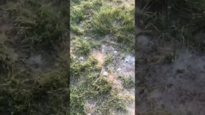 Вот так утилизируют детские вафли в водоеме поселка "Чистые пруды-2", село Новая Беденьга