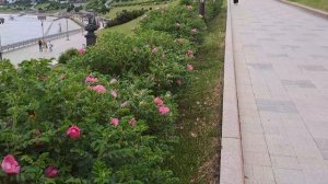 РАСЦВЕЛИ РОЗЫ ШИПОВНИКА НА ГОРОДСКОЙ НАБЕРЕЖНОЙ. ОЧЕНЬ КРАСИВО!