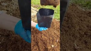 Посадка голубики высокий уровнь грунтовых вод и возмо