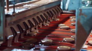 Система транспортировки и охлаждения печенья производительностью 1200 кг в час.