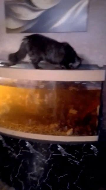 КОТ И ПИРАНЬИ