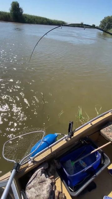 Сом на 7.800 на День Рыбака смотреть онлайн