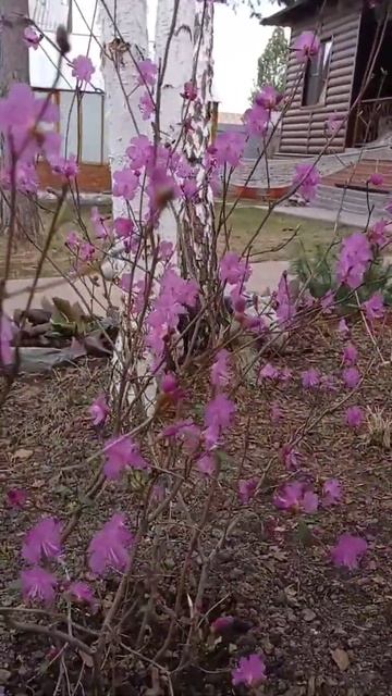 Багульник во всей красе 🌸🌸 #надаче #красотаспасетми? смотреть онлайн