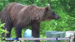 В Таштаголе убили молодого медведя, который поселился недалеко от горы Туманная