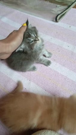 Малявочки 🥰 Котята Мейн Кун