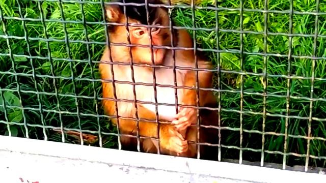 Поль Мориа. Заставка к программе "В мире животных".Ност смотреть онлайн