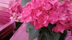 КРУПНОЛИСТНА ГОРТЕНЗІЯ  MAGICAL RUBY TUESDAY