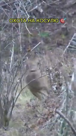 Охота на Косулю 🦌🎯