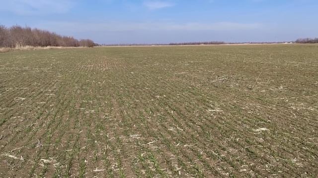 Подкормка пшеницы озимой и ячменя 2025!!! смотреть онлайн