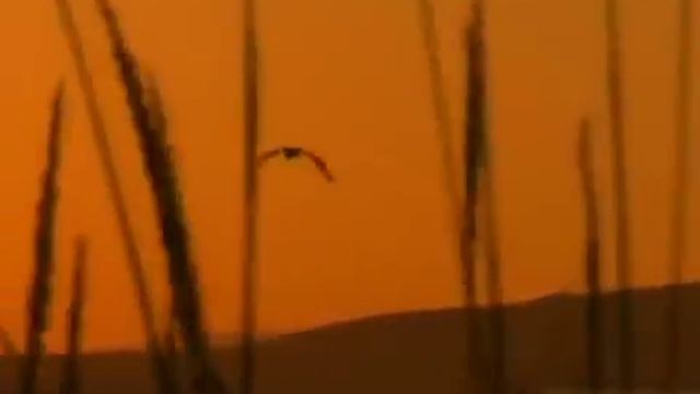 Скрой меня своим крылом avi смотреть онлайн