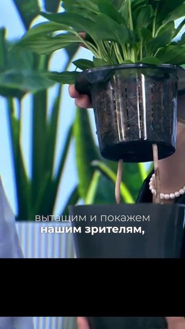 Как поливать растения в отпуске смотреть онлайн