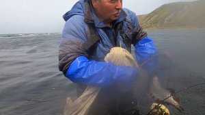 Креветки, маленький осьминог, морские ежи, рапаны, жареная камбала. Рыбалка - собиралка на отливе.