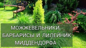 МОЖЖЕВЕЛЬНИКИ, БАРБАРИСЫ И ЛИЛЕЙНИК МИДДЕНДОРФА. 5.06.2025г.