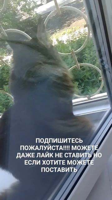 Алое и Луна смотреть онлайн