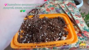 💖Волшебство суккулентов-мир хавортий, крассул, эхиверий и алоэ.🌿💚
