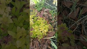 Садовый влог-3. Спиреи
