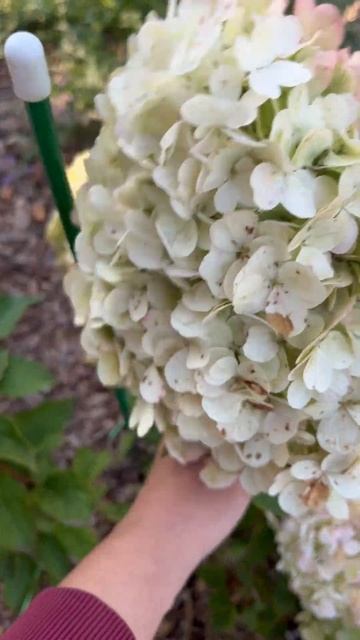 Метельчатая гортензия Полярный медведь в сентябре #го смотреть онлайн