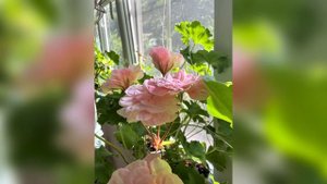 Пеларгония Леона галактика