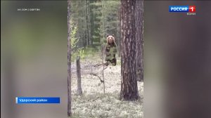 В Удорском районе сняли на камеру медвежью семью