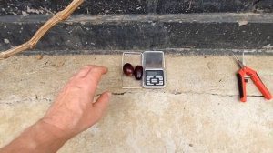 Мой Отзыв о винограде Торнадо. #виноград#сорт#гф#треск#