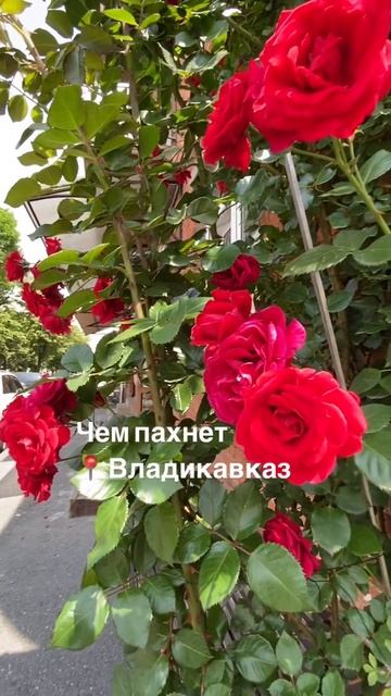 Невероятно прекрасное время - начало лета. В каждом дворе пахнет розами 🌹