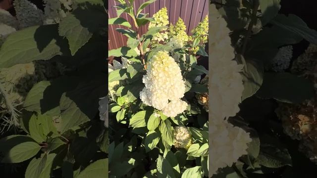 Гортензии цветут осень 2024г смотреть онлайн