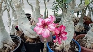 Полив адениумов, учитываем условия выращивания.