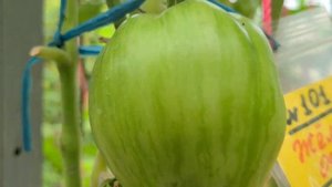 Томат ЖЁЛТЫЙ ОГОНЬ