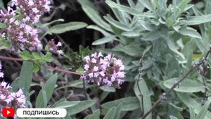 Душица обыкновенная: Полное Руководство по Сбору, Заг?