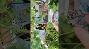 Пеларгонии зонартики, гибридные, зональные. Какие они?