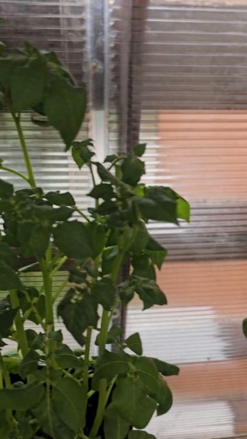 Мини огород на балконе смотреть онлайн